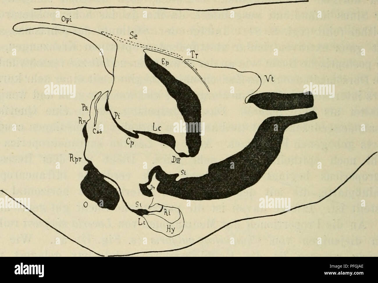 . Das Gehirn von Hatteria punctata. Hatteria; Brain. H4 Julia Gisi, am frontalen Ende der Lamina commissuralis angebracht ist. Die Commissura posterior ist verhältnismäßig schwach entwickelt und weit ausgezogen, sodaß sie beinahe die Hälfte der enorm langen Pars intercalaris beansprucht. Auch bei Chamaeleo ist das Schalt- stück nirgends ganz epithelial trotz der Länge. Stets bedeckt eine feine Faserschicht die Epithelzellen nach außen. Das relativ große Pinealorgan ist vermittelst seiner Piahülle direkt über der Commissura superior befestigt. Ein Tractus pinealis wie bei Hatteria ist nicht meh Stock Photo