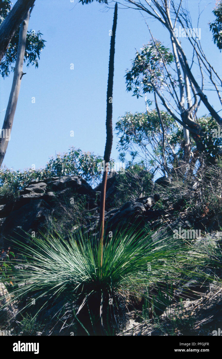 Australia, New South Wales, Sydney, Native shrub grass in Lane Cove National Park. Stock Photo