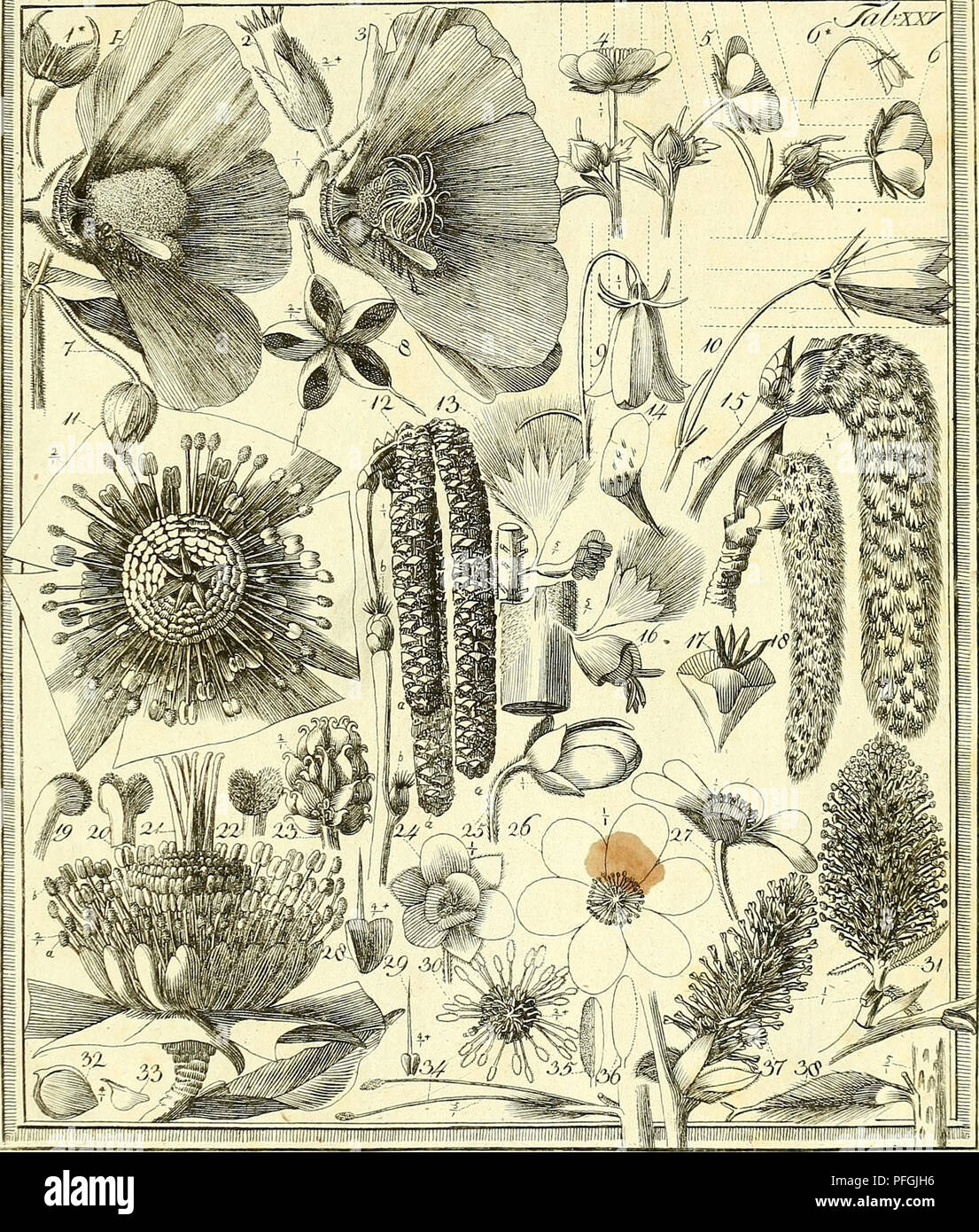 . Das entdeckte Geheimniss der Natur im Bau und in der Befruchtung der Blumen. Botany; Flowers; Fertilization of plants. piiiMiiHiiiiiiiM :mmmmmmmmmmiimmÂ§ â xxr. F; 'â'&quot;-&quot;rnmmmmwMmmmMmmMMMmmMMmti*. Please note that these images are extracted from scanned page images that may have been digitally enhanced for readability - coloration and appearance of these illustrations may not perfectly resemble the original work.. Sprengel, Christian Konrad, 1750-1816; Capieux, Johann Stephan, 1748-1813, engraver; JÃ¤ck, C. (Carl), engraver; Arndt, Wilhelm, 1750-1813, engraver; Wohlgemuth, A. , Stock Photo