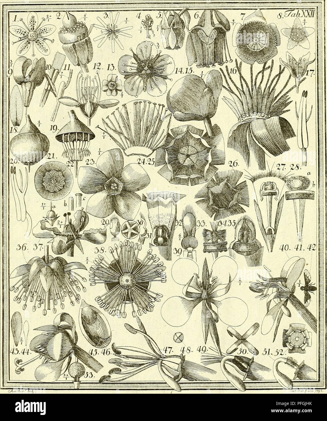. Das entdeckte Geheimniss der Natur im Bau und in der Befruchtung der Blumen. Botany; Flowers; Fertilization of plants. . Please note that these images are extracted from scanned page images that may have been digitally enhanced for readability - coloration and appearance of these illustrations may not perfectly resemble the original work.. Sprengel, Christian Konrad, 1750-1816; Capieux, Johann Stephan, 1748-1813, engraver; Jäck, C. (Carl), engraver; Arndt, Wilhelm, 1750-1813, engraver; Wohlgemuth, A. , engraver; Lehmann, C. A. , fl. 1803, former owner. DSI; Burndy Library, donor. DSI. Berlin Stock Photo