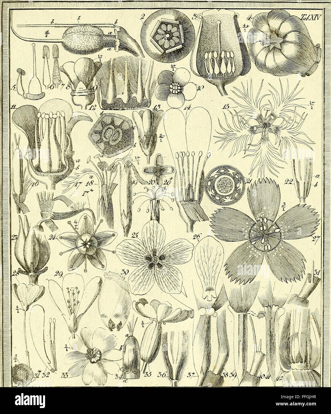 Illustration and analysis of the floral anatomy and fertilization ...