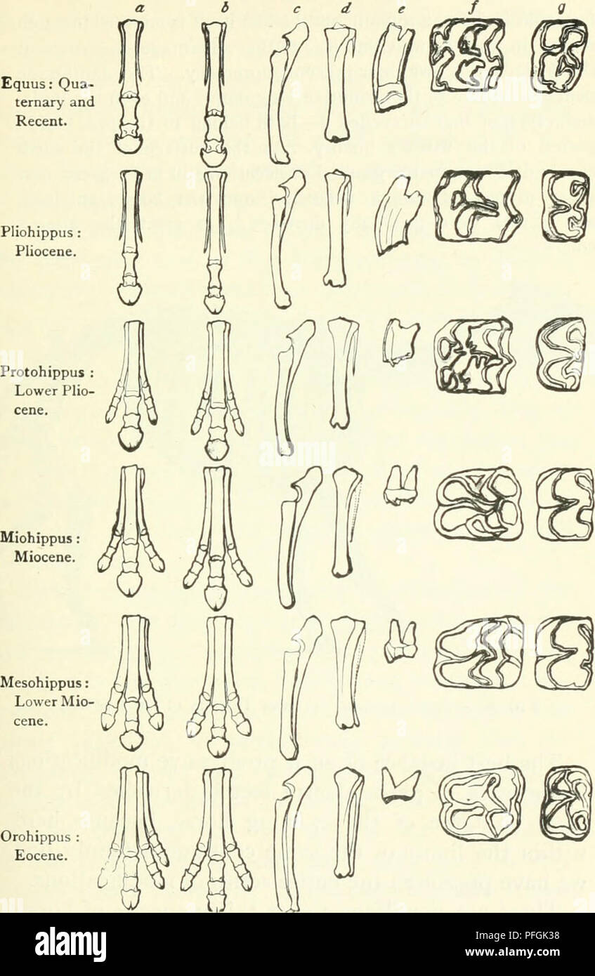 Darwin And After Darwin An Exposition Of The Darwinian Theory And A Discussion Of Post Darwinian Questions Evolution Heredity Paleontology B C D E 1 Equus Qua Ternary And Recent Orohippus Darwin And After Darwin An Exposition Of The Darwinian Theory And A Discussion Of Post Darwinian Questions Evolution Heredity Paleontology B C D E 1 Equus Qua Ternary And Recent Orohippus