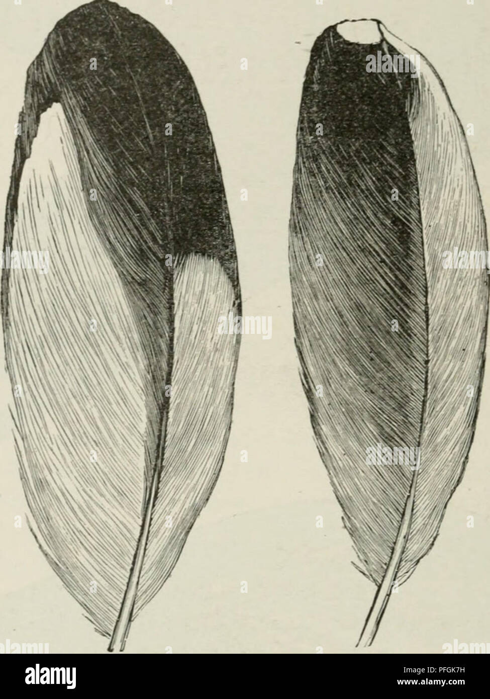 . Darwinism : an exposition of the theory of natural selection, with some of its applications. Natural selection; Evolution. 224 DARWINISM CHAP. &quot;vWll serve to illustrate this difference; which is frequently much greater and modified in an endless variety of ways (Fig. 22). Numbers of species of pigeons, hawks, finches, warblers, ducks, and innunieraT)le other birds possess this class of mark- ings ; and they correspond so exactly in general character with. Cursorius chalcopterus. C. gallicus. Fig. 21.—Secondary quills. those of the mammalia, already described, that we cannot doubt they s Stock Photo