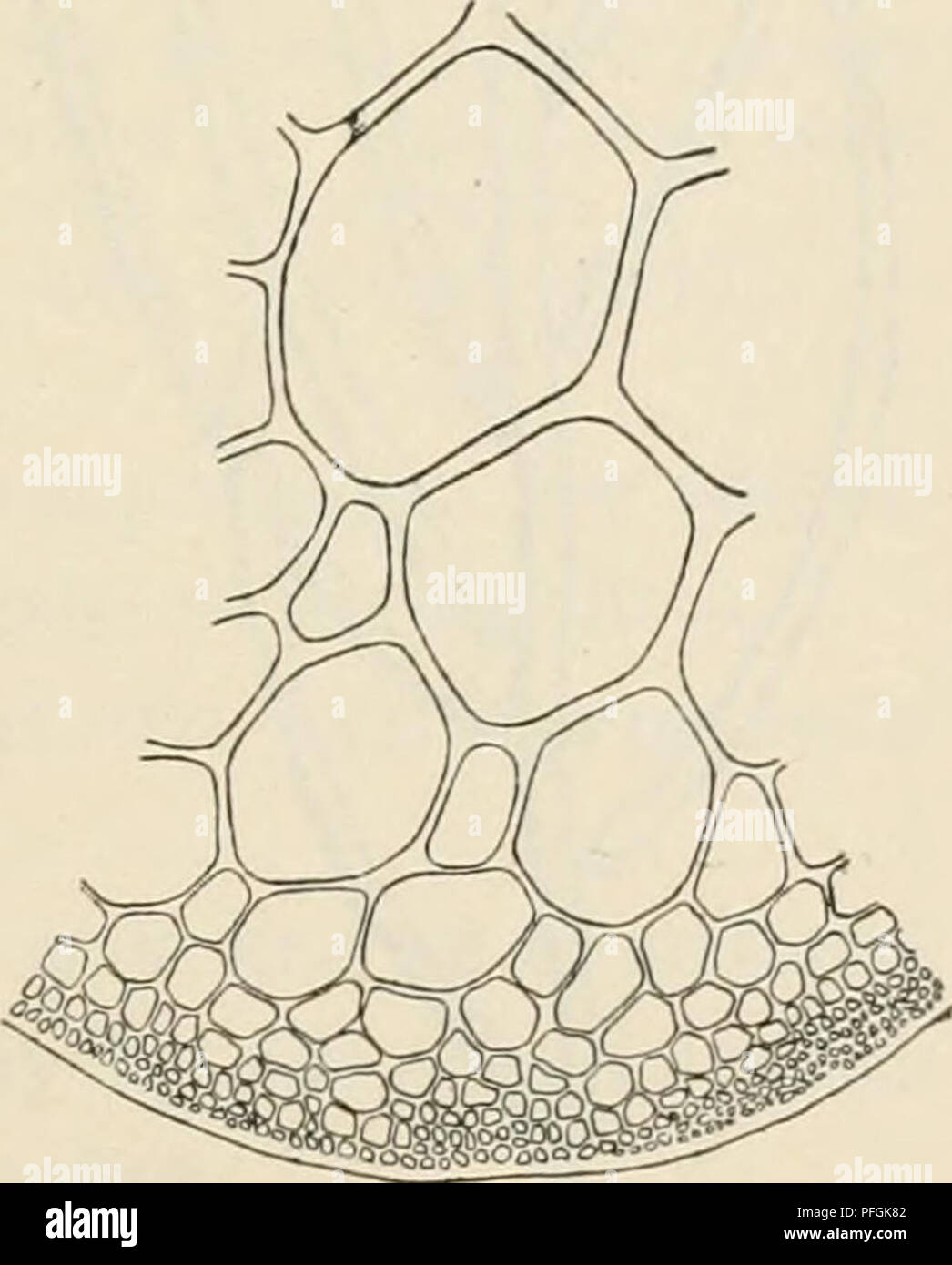 This botanical archive documents Rhodophyceae (red algae) species found in the Danish West Indies, including specimens from St. Thomas and St. Croix. The study focuses on the distribution and ecological significance of red algae in tropical marine environments. Stock Photo