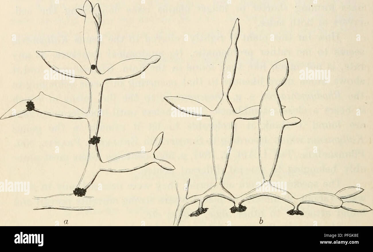 . Dansk botanisk arkiv. Plants; Plants -- Denmark. 360 Dansk Botanisk Arkiv, Bd. 3. Nr. 1. (Fig. 354). These are, as a rule, developed from the narrowings of the thallus and consist of a short stalk ending in a broad disc. As the specific name indicates the shape of the thallus reminds one very- much of that of Opiintia, being rather regularly narrowed and again enlarged, giving it a resemblance to a chain whose single joints are elongated elhptic. From the thickest part of the joints, which is. Fig. 354. Catenella Opuntia (G. et W.) Grev. Parts of plants, n, from below; h, from the side. (Abo Stock Photo