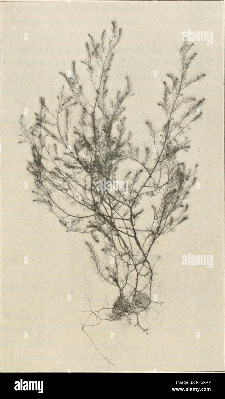 . Dansk botanisk arkiv. Plants; Plants -- Denmark. F. Børgesen: Rhodophyceæ of the Danish W. Indies. 319. Both forms were dredged in deep water (about 30 meters) and both were found at: St. Jan: oft Cruz Bay. Geogr.Distrib. Dasya mollis occurs at the warmer parts of the American Atlantic coast. 3. Dasya caraibica nov. spec.*) Frons ca. 20 cm alta, rosea-coccinea, teretiuscula, fiHfor- mis, quoquoversum ramosa, articulata, polysiphonia, singu- Hs articuhs e celluhs pericentrahbus qui- nis circa celhilam centralem positis formatis, celhihs ca. 400—500 ,u longis. In adultiori parte plantarum iron Stock Photo