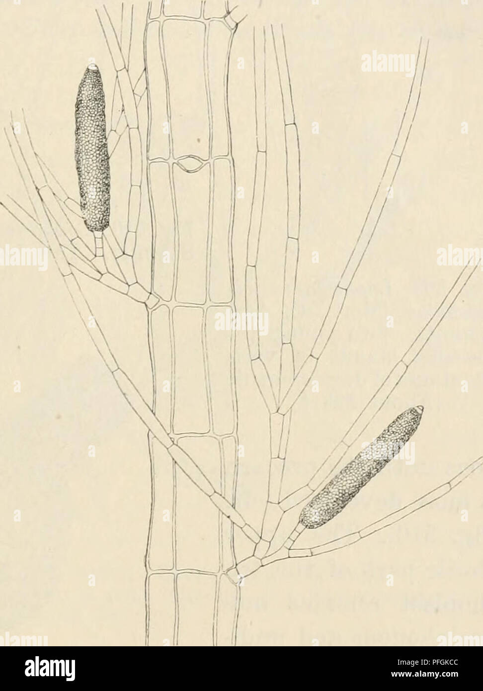 Dansk Botanisk Arkiv Plants Plants Denmark F Borgesen Rhodophyceae Of The Danish W Indies 305 As Far As I Know The Tetrasporangia Are Up To This Date The Only