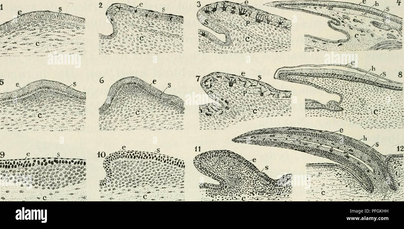 . Dansk ornithologisk forenings tidsskrift. Birds -- Periodicals; Birds -- Denmark Periodicals. 158. Fig. 185. 1—4 Krybdyrskællets Udvikling fremstillet ved Snit gennem Huden af 1—3 Snogefoster {Tropidonotus natrix) og gennem 4 Skæl af Scheltopusik {Ophisaiirus apiis). 5—8 Udviklingen af Skællet paa Fuglefoden fremstillet ved Snit gennem Huden paa Løbet af Hønsefoster, 1—8 efter C. Kerbert. 9—12 Fjerens Udvikling, 9 og 10 ved Snit gennem Hud og Fjerpapil af Duefoster efter Davies, 11 og 12 efter Wohlauer. e og s er Overhudens to Lag, e det ydre {epitrichium), s detindre SVimlag {stratum germin Stock Photo