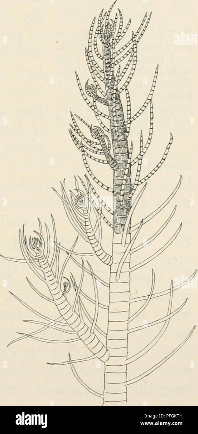 . Dansk botanisk arkiv. Plants; Plants -- Denmark. F. BÃ¸rgesen: RhodophyceÃ¦ of the Danish W. Indies, 233 Geogr, Distrib.: Mediterranean Sea, warmer shores of the Atlantic Ocean. Subfam. 6. SpyridieÃ¦. 1. Spyridia filamentosa (Wulf.) Harv. Harvey, W. H., in Hooker, Brit. Flora, vol. II, 1833, p. 336; Manual Brit. Alg., 1841, p. 101; Phycologia Britannica, pi. 46; Nereis Bor.-Am., 1853, part II, p. 204. Agardh, J., Spec. Alg., vol. II, p. 340; Epicrisis, p. 268. Farlow, W. G., Mar. Alg. of New England, 1881, p. 140, pi. X, fig. 1 and pi. XII, fig. 2. Hauck, F., Meeresalgen, p. 115. De Toni, Sy Stock Photo