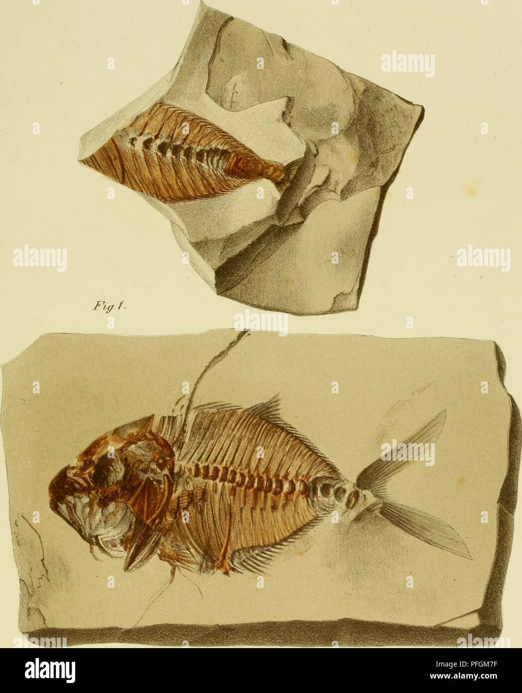 This 1862 publication from the Imperial Academy of Sciences focuses on ...