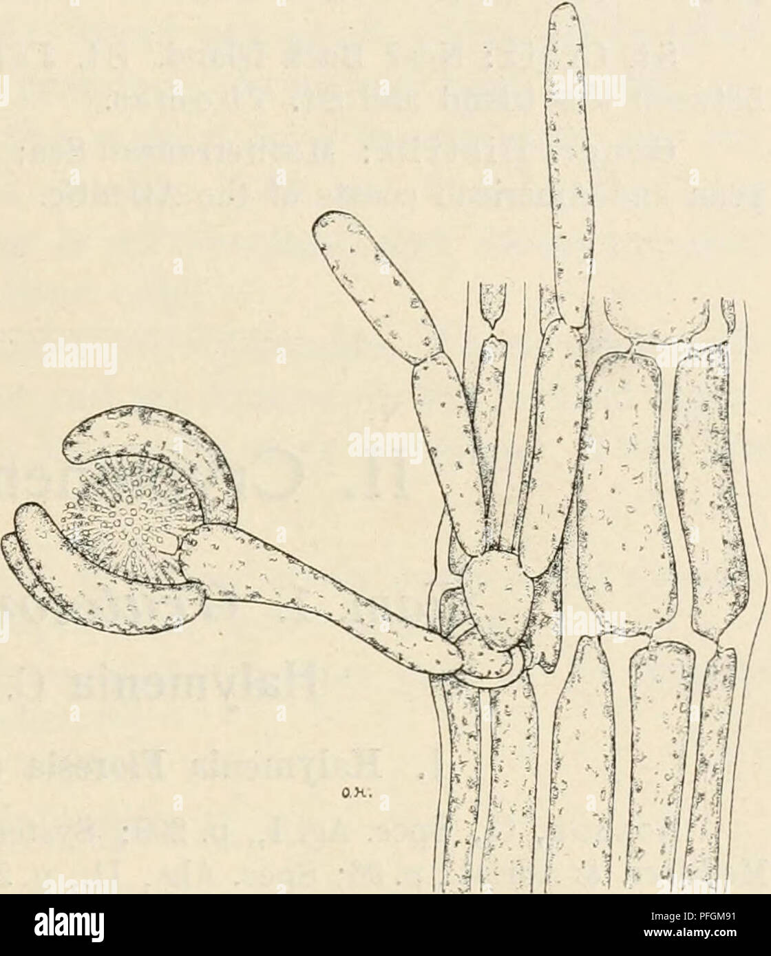 . Dansk botanisk arkiv. Plants; Plants -- Denmark. F. Børgesen: Rhodophyceæ of the Danish W. Indies. 121 All the larger filaments are covered with a cortical layer (comp. Fig. 132) formed by the rhizoids growing out from the base of the branchlets; in the young parts of the branches this cortical layer is not yet developed. The tetrasporangia (Fig. 131) of wdiich Derbes et Solier, 1. c, pi. 18, flg. 7, give a figure are placed terminally upon the short ramuli. The cells from w^hich the tetrasporangia originate give rise also to some short filaments which are more or less curved round the tetra Stock Photo