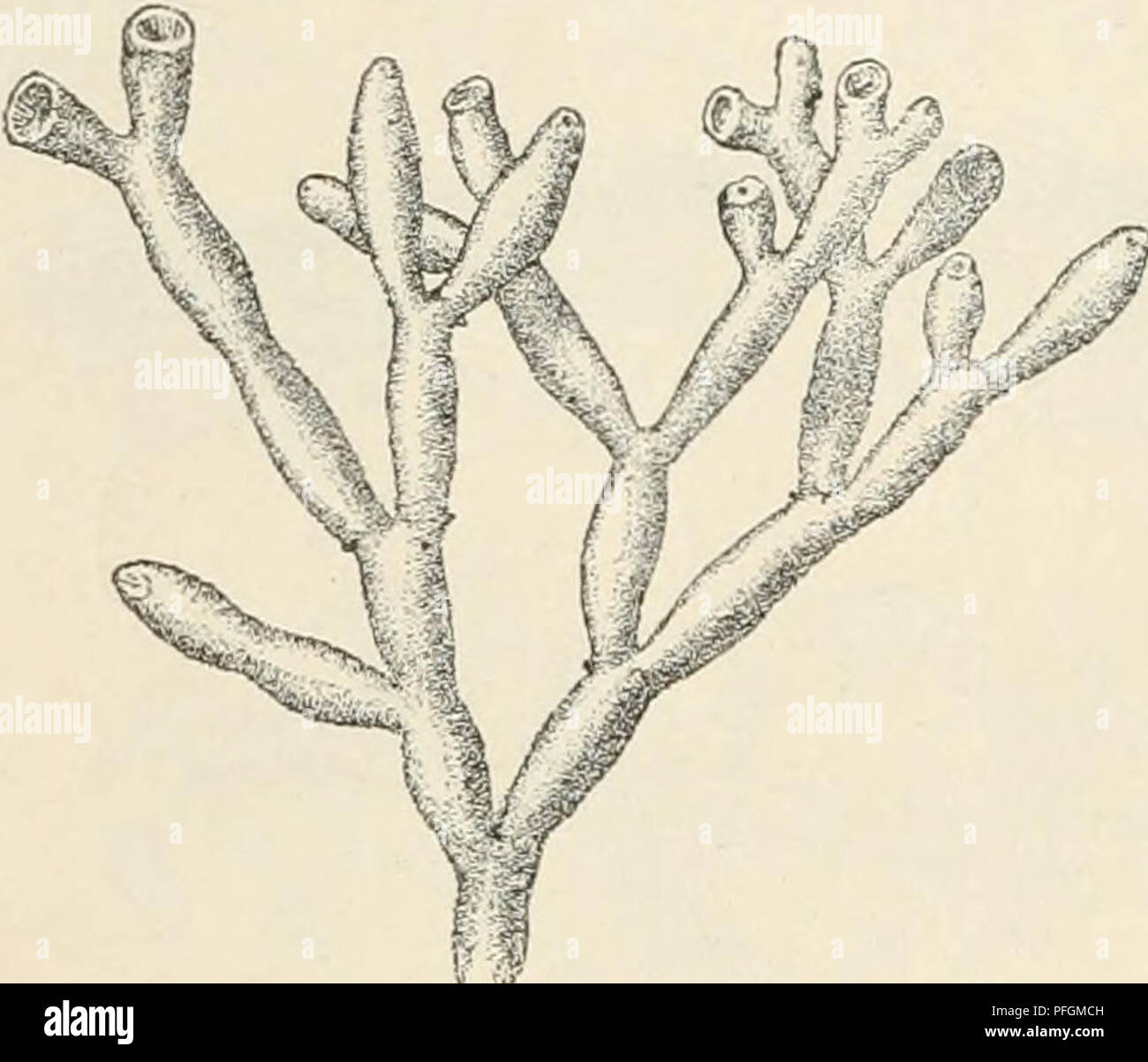 . Dansk botanisk arkiv. Plants; Plants -- Denmark. 104 Dansk Botanisk Arkiv, Bd. 3. Nr. 1.. Fig. 112. Galaxaura fragilis Lamk Part of the thallus. (About li/^: 1) spherical and have rather well developed chromatophores. Finally we arrive at the epidermal cells, the real assimilating ones. These are short, 10—12/^ long and 20—24/^ broad, in transverse sec- tion often triangular, when seen from above 5—7-gonal and closely united (comp, those found in G. squalida, Fig. 106). They contain a well developed cam- panulate chromatophore with long branched prolongations running down along the walls of  Stock Photo