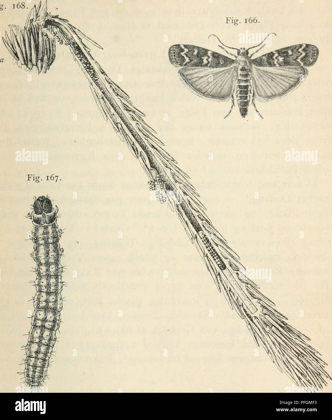 The insect species *Phycis abietella* causes damage to young fir trees ...