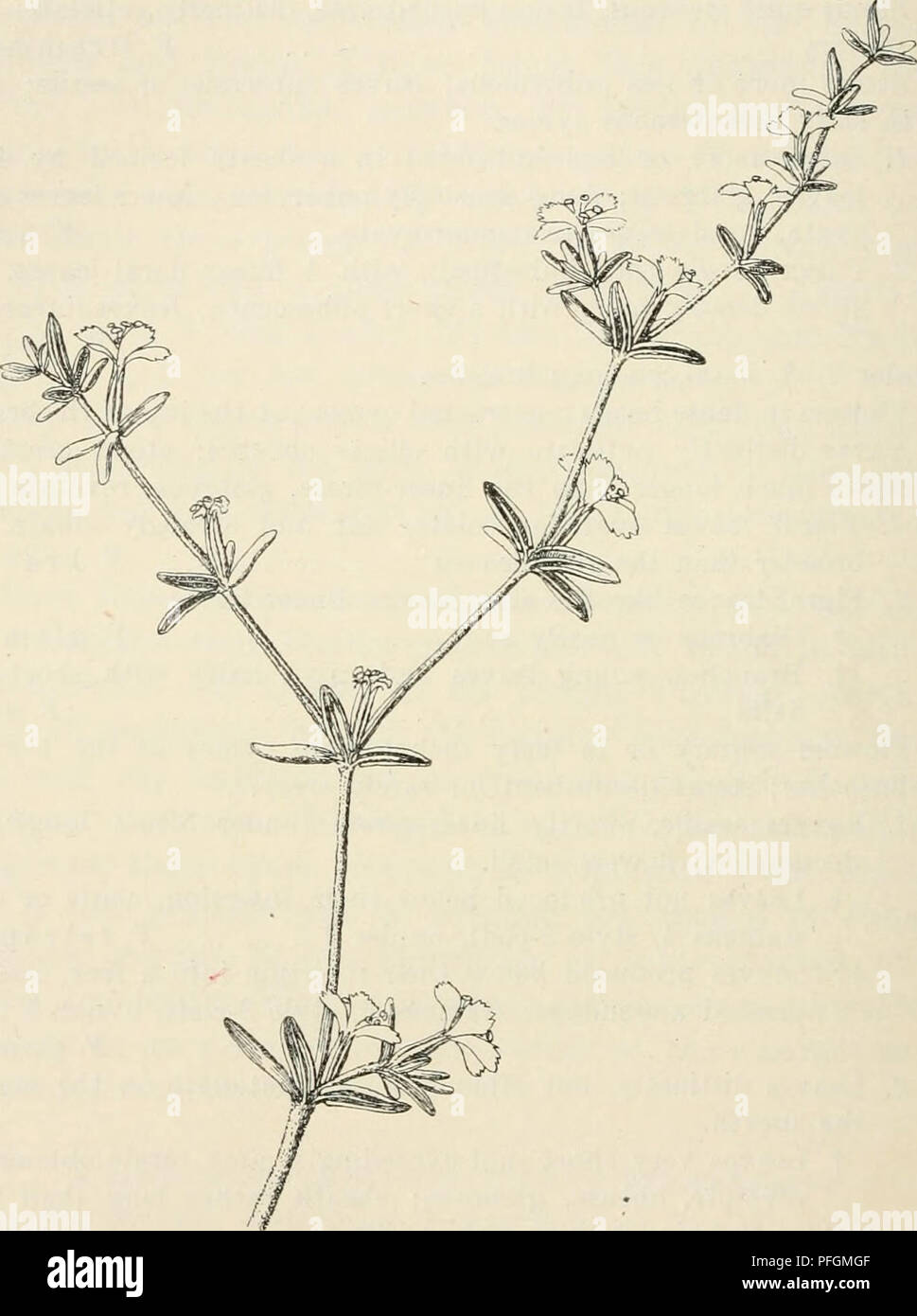 . Dansk botanisk arkiv. Plants; Plants -- Denmark. 50 Dansk Botanisk Arkiv, Bd. 2, Nr. 8. 1. Frankenia pauciflora D. C. Prodr. I (1824) 350; Curtis, Botan. Magaz. tab. 2896; Benth., Fl. Austr. I (1863) 151; maxima ex parte. The specimens from the coastal region are decumbent shrubs with internodes several times longer than the leaves. Stems. Fig. 15. Frankenia serpyllifolia Lindl., from W. A. (Herb. Berol., ded. F. v. Muller). (172 nat. size). glabrous or, especially the younger, somewhat pubescent. Leaves oblong or linear, obtuse, revolute, glabrous, distinctly petiolate, 8—10mm long; sheaths Stock Photo