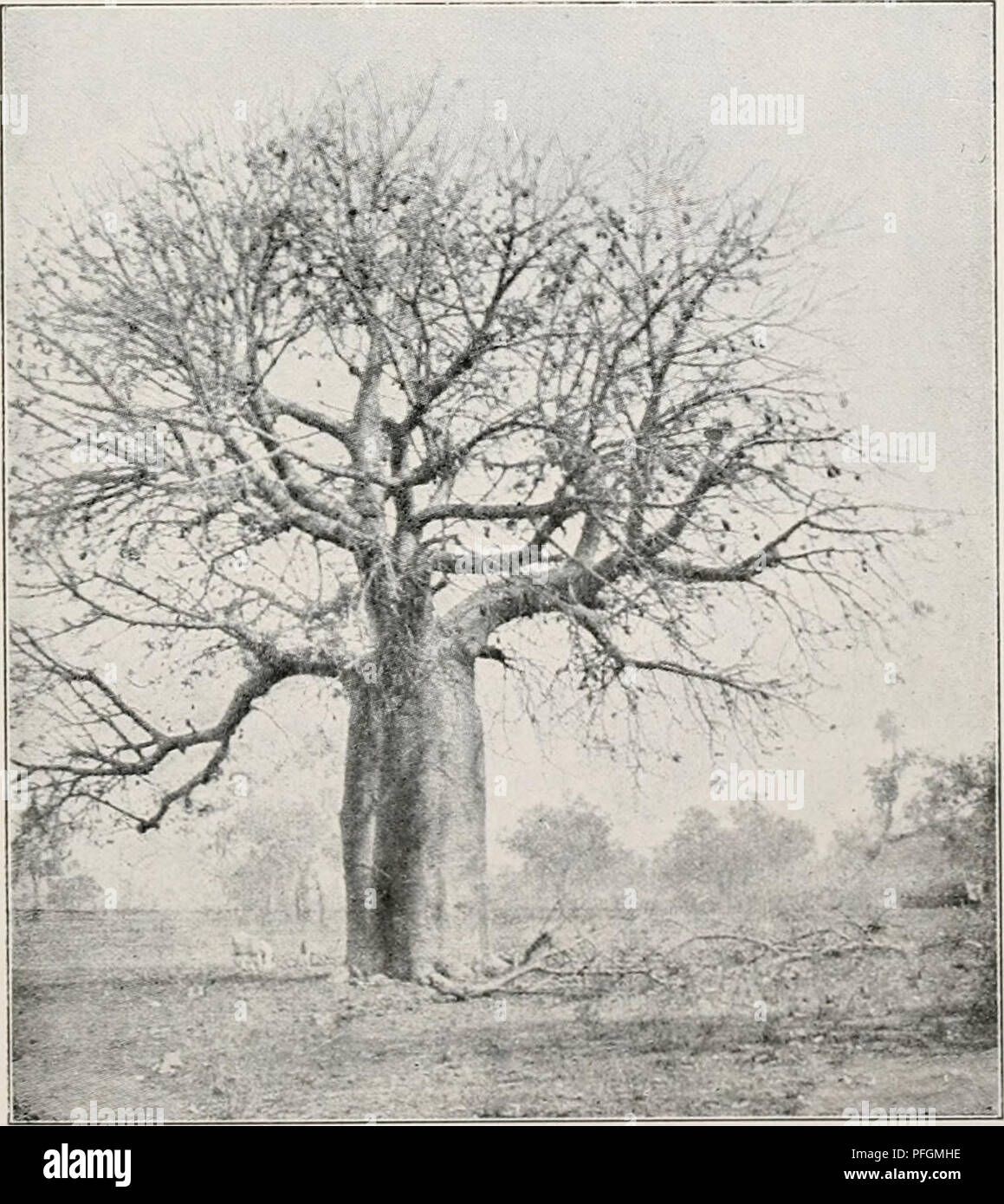 . Dansk botanisk arkiv. Plants; Plants -- Denmark. Fig. 1. Savannah forest at Derby. Adansonia Gregorii (on left) and Eucalyptus clavigera var. Dallachyana (on right) in the foreground. (7. Nov. 1914). Photo, by G. H. O.. Fig. 2. A big tree of Adansonin Gregorii at Derby. (7. Nov. 1914). Photo, by C. H. 0.. Please note that these images are extracted from scanned page images that may have been digitally enhanced for readability - coloration and appearance of these illustrations may not perfectly resemble the original work.. Dansk botanisk forening. Kbenhavn : Dansk botanisk forening Stock Photo