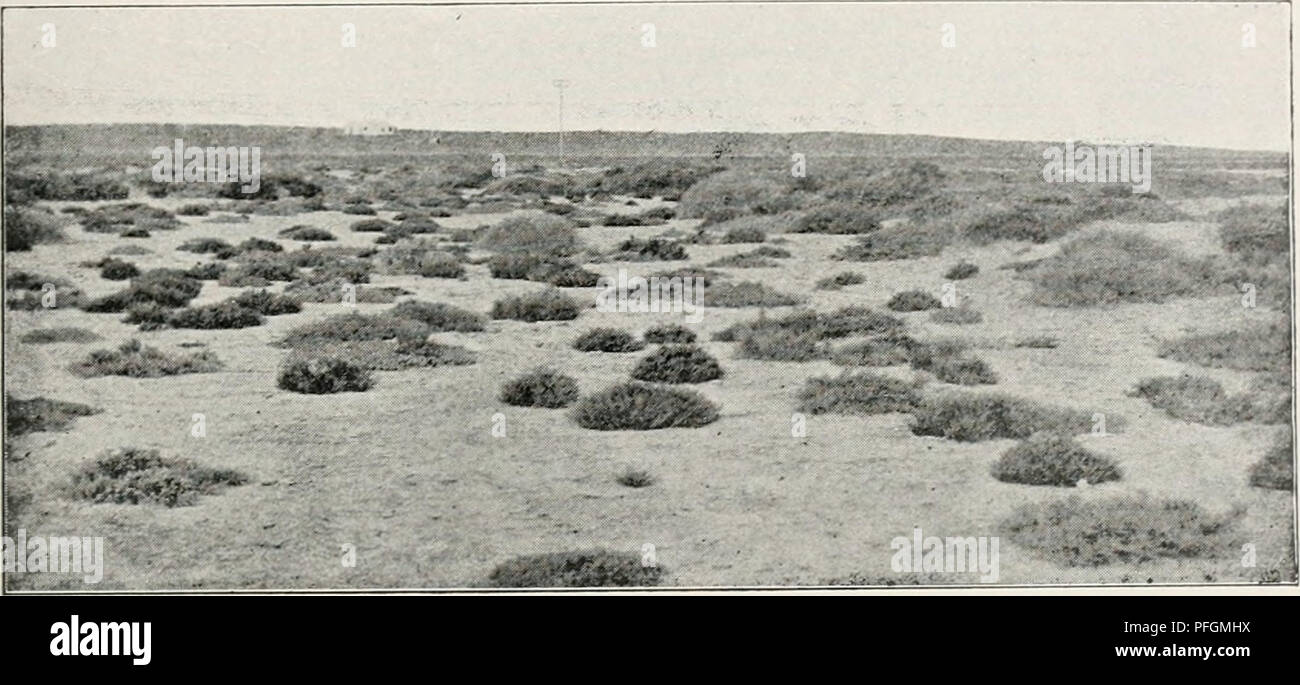 . Dansk botanisk arkiv. Plants; Plants -- Denmark. Dansk Botanisk Arkiv, Bd. 2, No. 8. Plate II. Fig. 1. Salt-pan formation at Port Hedland. Low cushions of Arthro- cnemum species, higher of Atriplex elachophyllum. (3. Nov. 1914). Photo. by C. H. O.. Please note that these images are extracted from scanned page images that may have been digitally enhanced for readability - coloration and appearance of these illustrations may not perfectly resemble the original work.. Dansk botanisk forening. Kbenhavn : Dansk botanisk forening Stock Photo