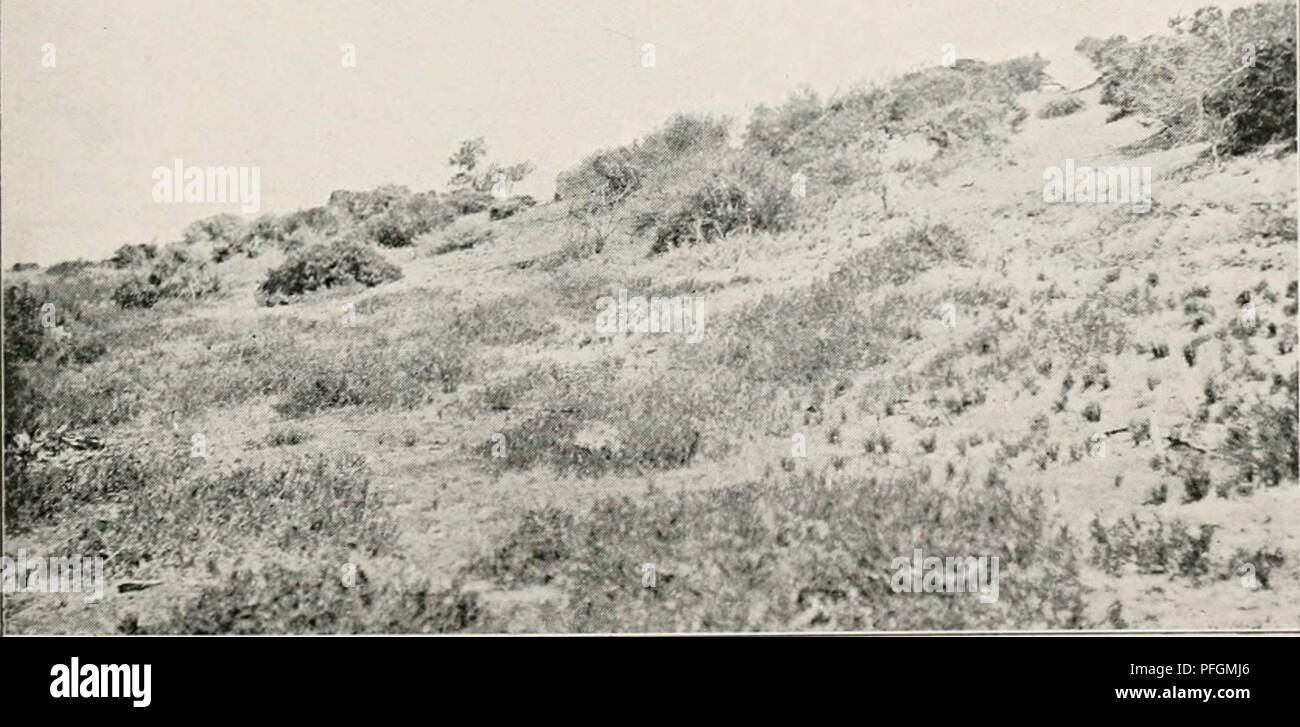 . Dansk botanisk arkiv. Plants; Plants -- Denmark. Fig. 1. Salt-pan formation at Port Hedland. Low cushions of Arthro- cnemum species, higher of Atriplex elachophyllum. (3. Nov. 1914). Photo. by C. H. O.. Fig. 2. Sand-dune at Carnarvon: dune depression in the foreground, dune shrubs on the slope. (31. Octob. 1914). Photo, by C. H. O.. Please note that these images are extracted from scanned page images that may have been digitally enhanced for readability - coloration and appearance of these illustrations may not perfectly resemble the original work.. Dansk botanisk forening. Kbenhavn : Dansk  Stock Photo