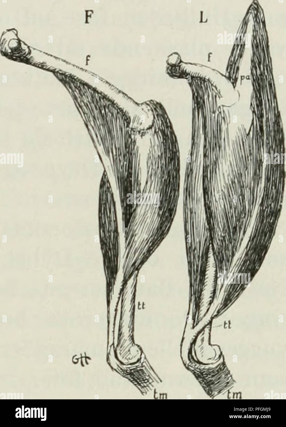 Dansk ornithologisk forenings tidsskrift. Birds -- Periodicals; Birds --  Denmark Periodicals. 41 tilbage, naar denne er bøjet i Hælen; — den er  altsaa den sær- lig fremaddrivende Muskel under Svømningen. Meget