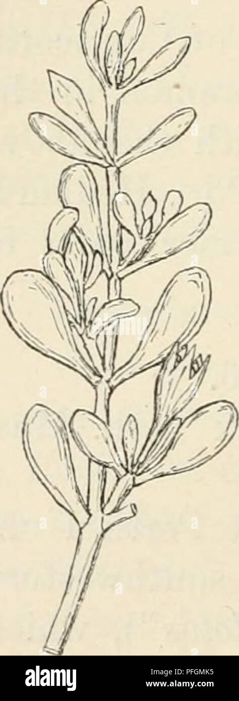 Dansk botanisk arkiv. Plants; Plants -- Denmark. 16 Dansk Botanisk Arkiv,  Bd. 2. Nr. 8. Aizoaceæ. Trianthema crystallinum Vahl, Symbol. I (1790) 32  et in D. C. Prodr. III, 352; Benth.