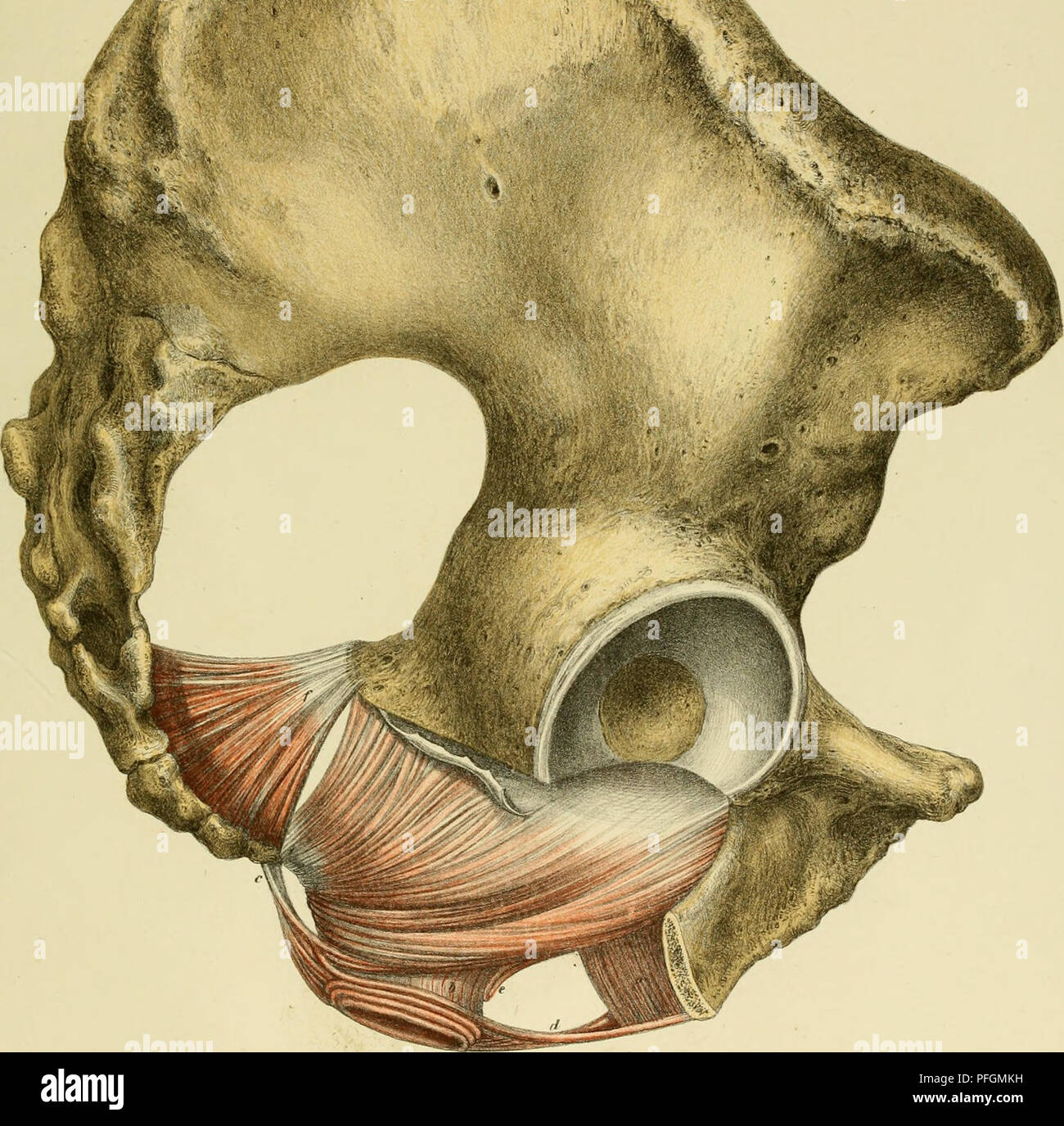 1 2 Sagittalschnitt des menschlichen männlichen Pelvis Hoden 
