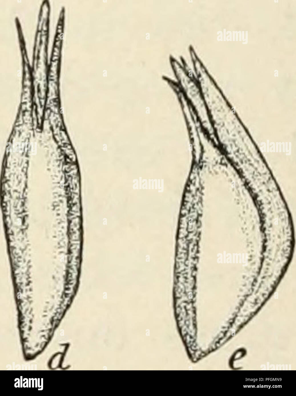 . Dansk botanisk arkiv. Plants; Plants -- Denmark. Fig. 22. Posidonia australis, from Géraldton. a, The irregularly three-lobed exocarp opened, b and c, Two different fruits, showing the splitting of the exocarp beginning at the base, d and e, &quot;Stones&quot; of b and c; the plumule protruding at the apex, f, Embryo (of e). (About 5/4 nat. size). judge from analogy with P. oceanica, which flowers in the autumn and ripens its fruits in the next spring, the flowering of P. au- stralis should take place during the autumn of the southern he- misphere, i. e. in March—May, and the fruits should r Stock Photo