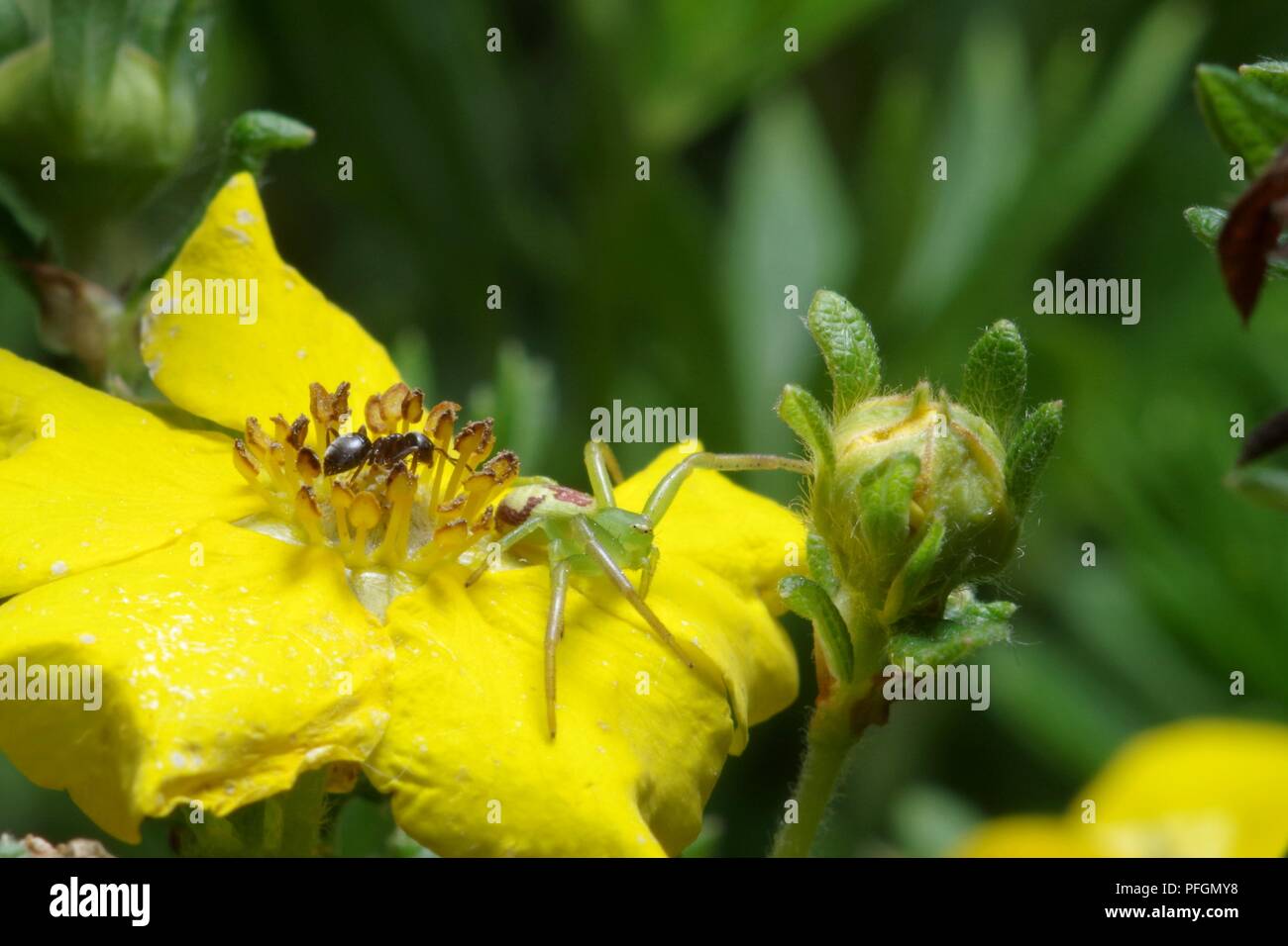 Ant and green crab spider on a yellow flower Stock Photo