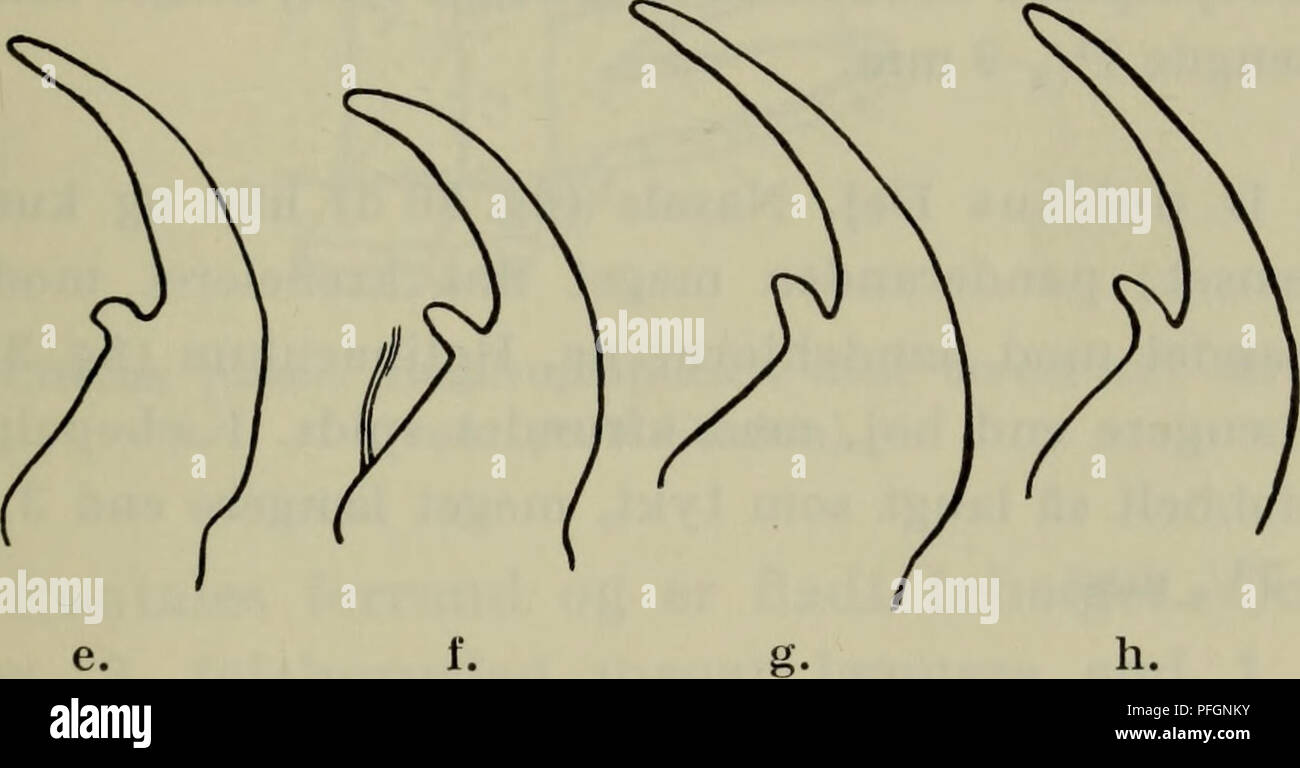 . Danmarks fauna; illustrerede haandbøger over den danske dyreverden... . Fig. 31. Dyschirius. Kindbakker, a. thoracicus; b. obscurus; c. ini- punctipennis; d. chalceus; e. politus; f. salinus; g. sp. A.; h. sp. B. mere eller mindre tydelig tilbagebøjet spids og med en svag bule på skæreranden. Kæbepalpernes 2. led omtrent dobbelt så langt som tykt, meget længere end 3. Længde 6-71/2 mm. 2. D. obscurus Gyll. Panderanden (fig. 30 b) falder på hver side af nasale i to veladskilte, lige store afsnit, det yderste glatrandet og retliniet, det inderste ret regelmæssigt krenele- ret og ofte noget kon Stock Photo