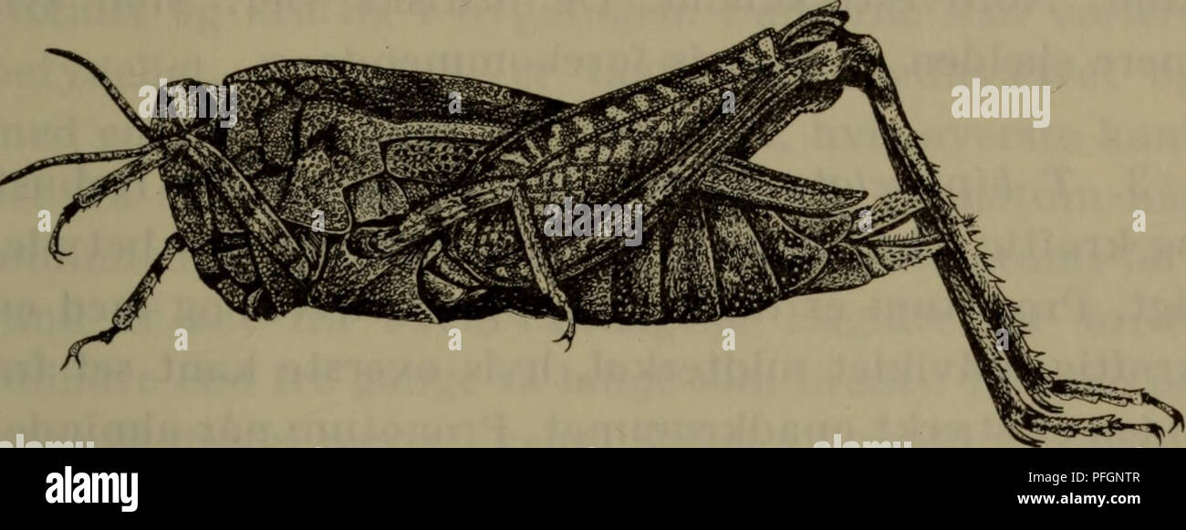 . Danmarks fauna; illustrerede haandbøger over den danske dyreverden... 139 2. r. undulata (Sowerby), {vittata (Zetterstedt), kief- feri (Saulcy)), almindelig torngræshoppe. (Fig. 44). Noget robust i bygningen men dog slankere end de to efterfølgende arter. Farverne varierer betydeligt. Pronotum er tagformet opadhvælvet og med en kraf-. Fig. 44. Tetrix undulata $, x 5. tig, udviklet midterkøl, hvis øverste kant set fra siden er forholdsvis lige. Pronotum når almindeligvis ikke ud over bagknæene. Bagvingerne er omtrent to gange så lange som forvingerne, og de når ikke pronotum- forlængelsens sp Stock Photo