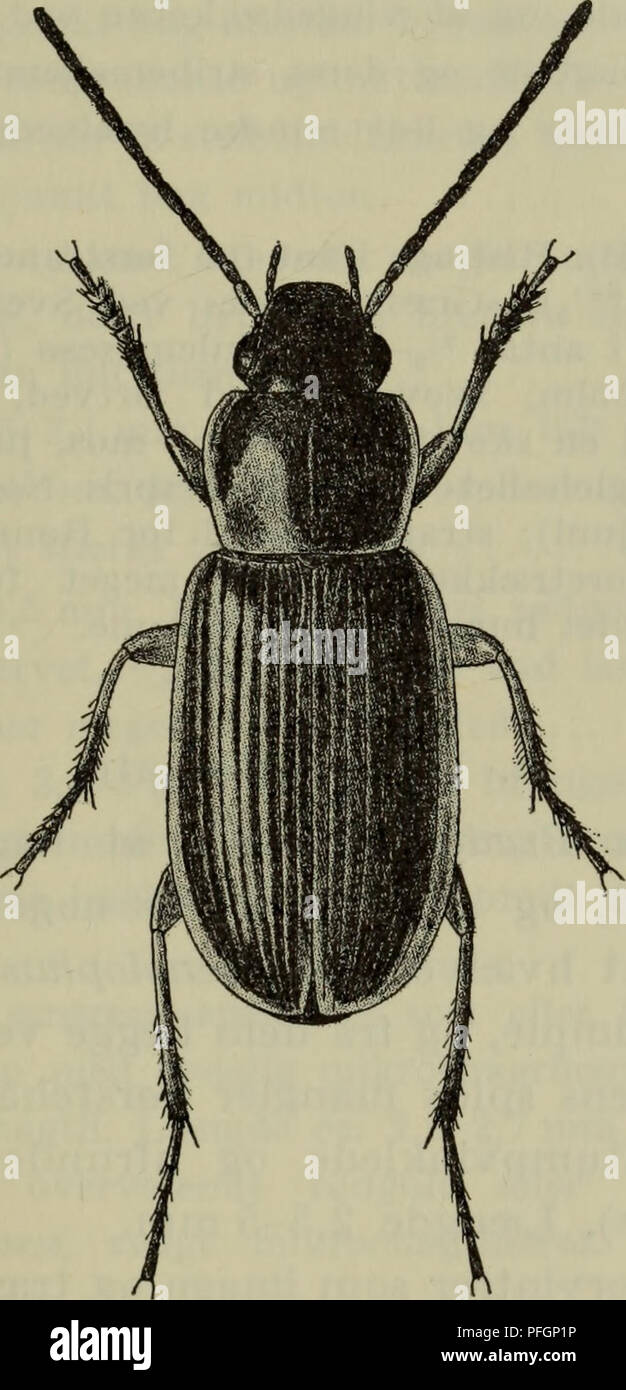 Danmarks Fauna Illustrerede Haandba C Bger Over Den Danske Dyreverden Danmarks Fauna Illustrerede Haandba C Bger Over Den Danske Dyreverden