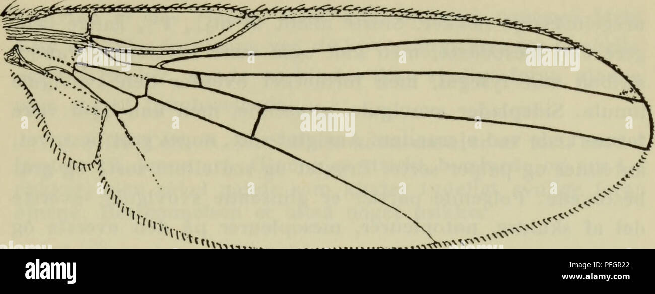 . Danmarks fauna; illustrerede haandbøger over den danske dyreverden... 83. Fig. 72. Vinge af Phytobia (Poémyza) incisa Meig. (Hendel). randen. Bagkroppen glinsende sort. Ben sorte, forlår med smalt gule spidser. 2^/2 mm. Larven lever i blæreminer på adskillige græsser som Bjerg- Rørhvene (Calamagrostis epigeios), Alm. Rajgræs (Lolium pe- renne), Ager-Hejre {Bromus arvensis), Kanariegræs {Phalaris arundinaced) m. fl. Forpupning i minen. 2 generationer, maj- juni og aug.-sept. Synes at være en almindelig og udbredt art, kendt fra Jylland, Sjælland, Lolland og Bornholm. 16. Ph. lateralis Macquar Stock Photo