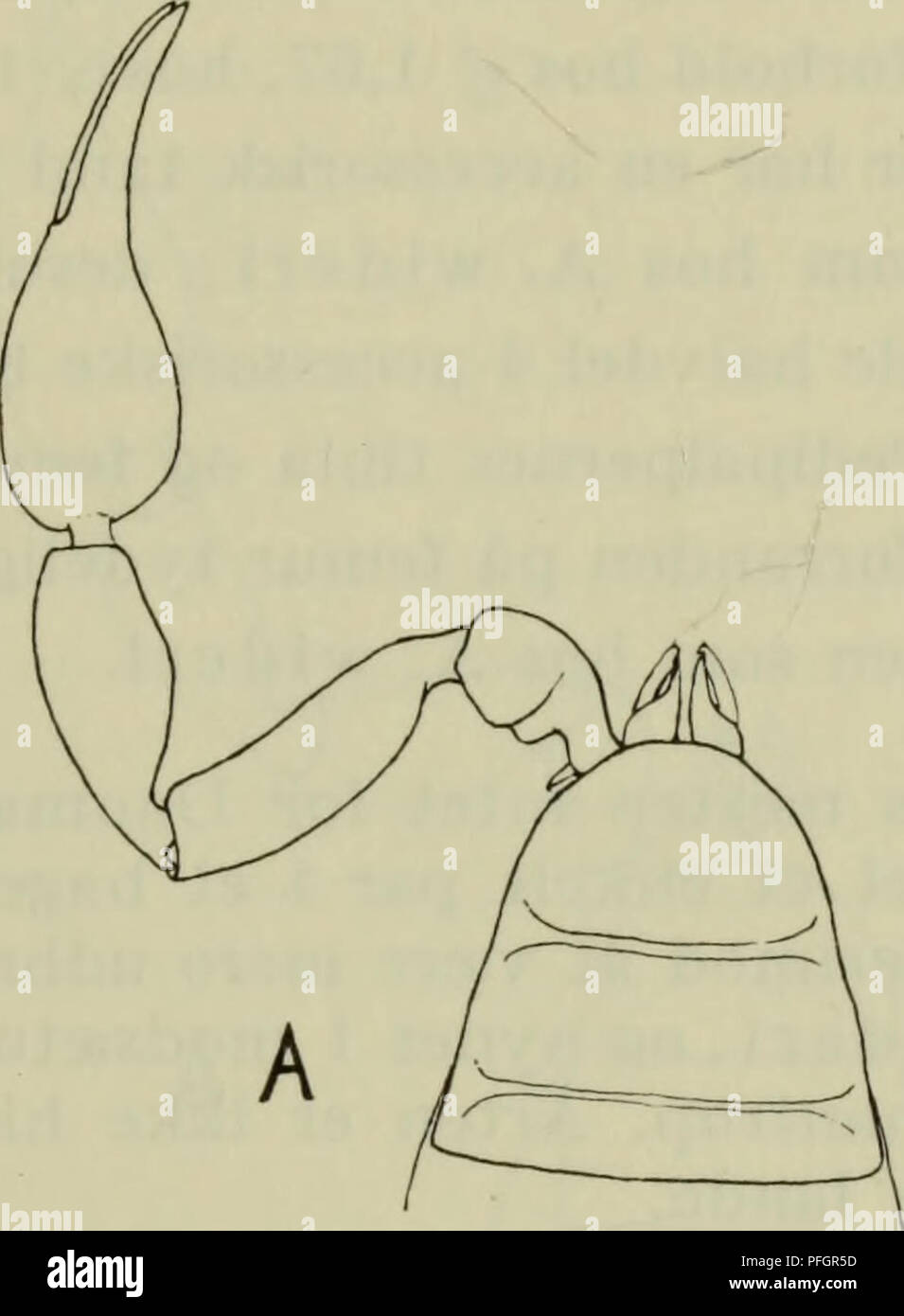 This Danish fauna illustration focuses on insect anatomy, showing the ...