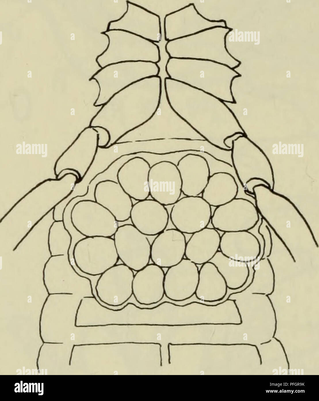 . Danmarks fauna; illustrerede haandbøger over den danske dyreverden... 36 lang stilk, hvis frie ende er udformet som en sperma- bærer, hvorpå kapslen med spermaen er anbragt. På bagvæggen af uterus masculinus udmunder hos Gheliferinea et par hule, cylindriske sække, de cy- lindriske organer, der kan krænges langt ud af kønsspalten (fig. 1, 54 A og 60 B). De cylindriske organer er tidligere opfattet som en modifikation af de laterale bikirtler, men da de kan fmdes sammen. I W  Fig. 24. Dactylochelifer latreillei (Leach). Rugepose med æg. med de laterale bikirtler, må de opfattes som en selv-  Stock Photo