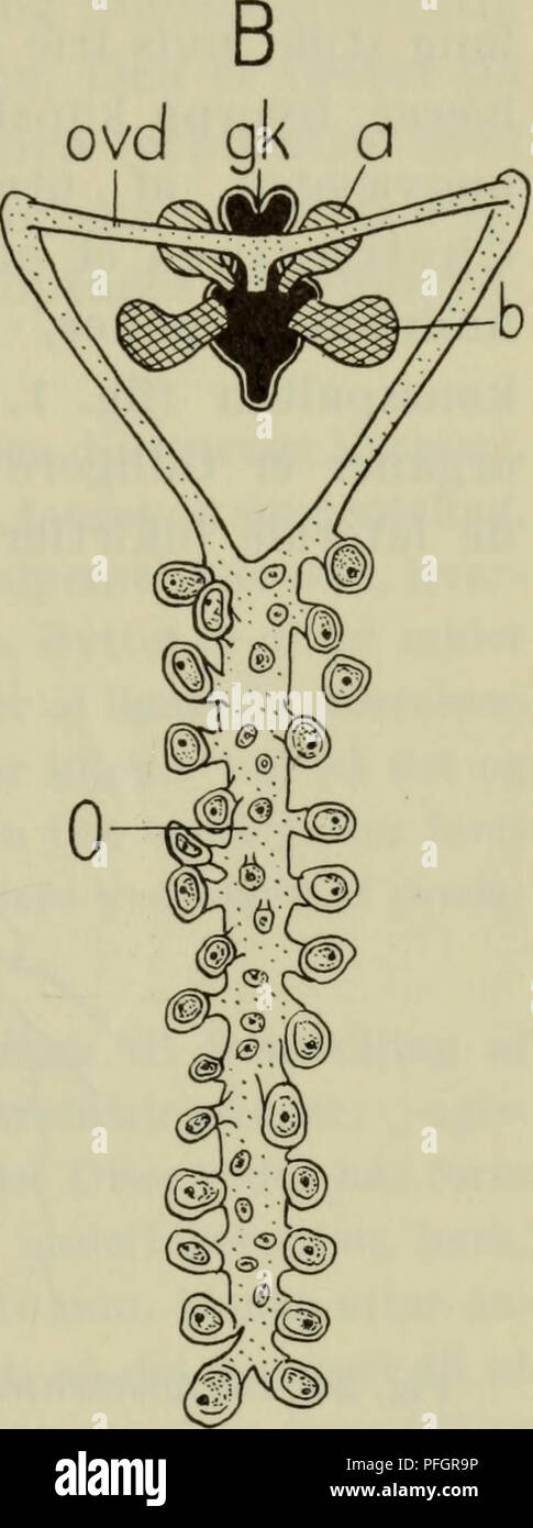 Page 2 Vesicula High Resolution Stock Photography And Images Alamy