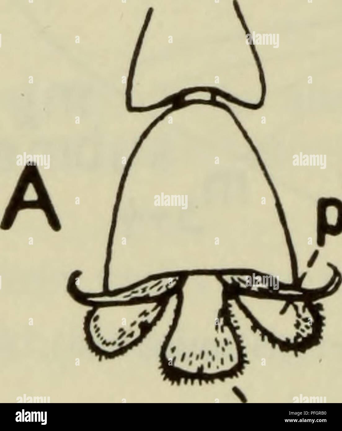 . Danmarks fauna; illustrerede haandbøger over den danske dyreverden... Fig. 23. Vinger af A. Culicoides-art (Ceratopogonidae) og B. Pro- cladius-art (Chironomidae). (A: Colyer &amp; Hammond, B: Oldroyd). 15. Medias øverste gren gaffeldelt (m^ og m^ i fig. 23 A). Vinger i hvile ikke taglagte. Metanotum kort og uden længdefure ... 8. Mitter, Ceratopogonidae. Medias øverste gren enkelt (m^^g i ^ig- 23 B). Vin- ger i hvile taglagte. Metanotum lang og med længdefure (fig. 11 B) 7. Dansemyg, Chironomidae.. pulvil &quot;^ em podium Fig. 24. Yderste fodled hos A. Tabanidae med pladeformet empo- dium  Stock Photo