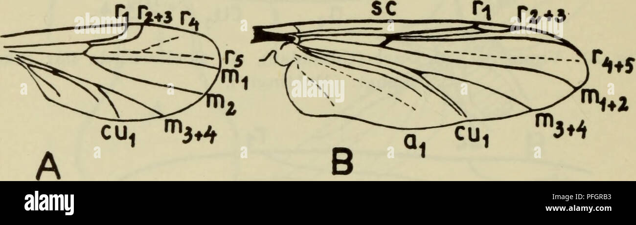 . Danmarks fauna; illustrerede haandbøger over den danske dyreverden... 38 14. Meget brede vinger (fig. 22). Antenner nøgne, med skiveformede led (omtrent som i fig. 16 A) 10. Kvægmyg, Simuliidae. Vinger ikke påfaldende brede (fig. 23). Antenner hårede, især hos (J, leddene lange og cylindriske 15.. Fig. 23. Vinger af A. Culicoides-art (Ceratopogonidae) og B. Pro- cladius-art (Chironomidae). (A: Colyer &amp; Hammond, B: Oldroyd). 15. Medias øverste gren gaffeldelt (m^ og m^ i fig. 23 A). Vinger i hvile ikke taglagte. Metanotum kort og uden længdefure ... 8. Mitter, Ceratopogonidae. Medias øver Stock Photo