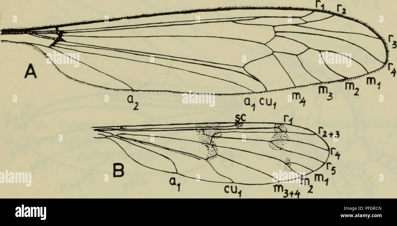 . Danmarks fauna; illustrerede haandbøger over den danske dyreverden... '1 ^^1 Fig. 12. Vinge af Trichocera regelationis L. (Trichoceridae). (Freeman).. Af5 Fig. 13. Vinger af A. Tipula maxima Poda (Tipulidae) og B. Pty- choptera lacustris Meig. (Ptychopteridae), i A er vingens mørke pletter udeladt. (A: Goe, B: Freeman).. Please note that these images are extracted from scanned page images that may have been digitally enhanced for readability - coloration and appearance of these illustrations may not perfectly resemble the original work.. Dansk naturhistorisk forening. København, G. E. C. Gad Stock Photo