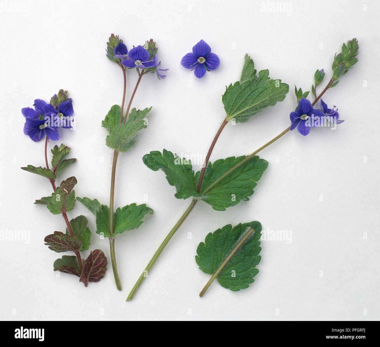 Veronica chamaedrys (Germander speedwell), stems with leaves and blue flowers Stock Photo