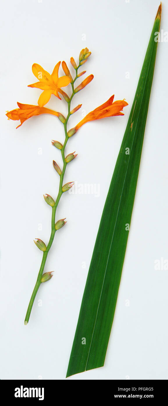 Crocosmia x crocosmiflora, Montbretia, stiff stem, spikes of bright orange-red flowers with uneven corolla lobes, and young fruit. Stock Photo