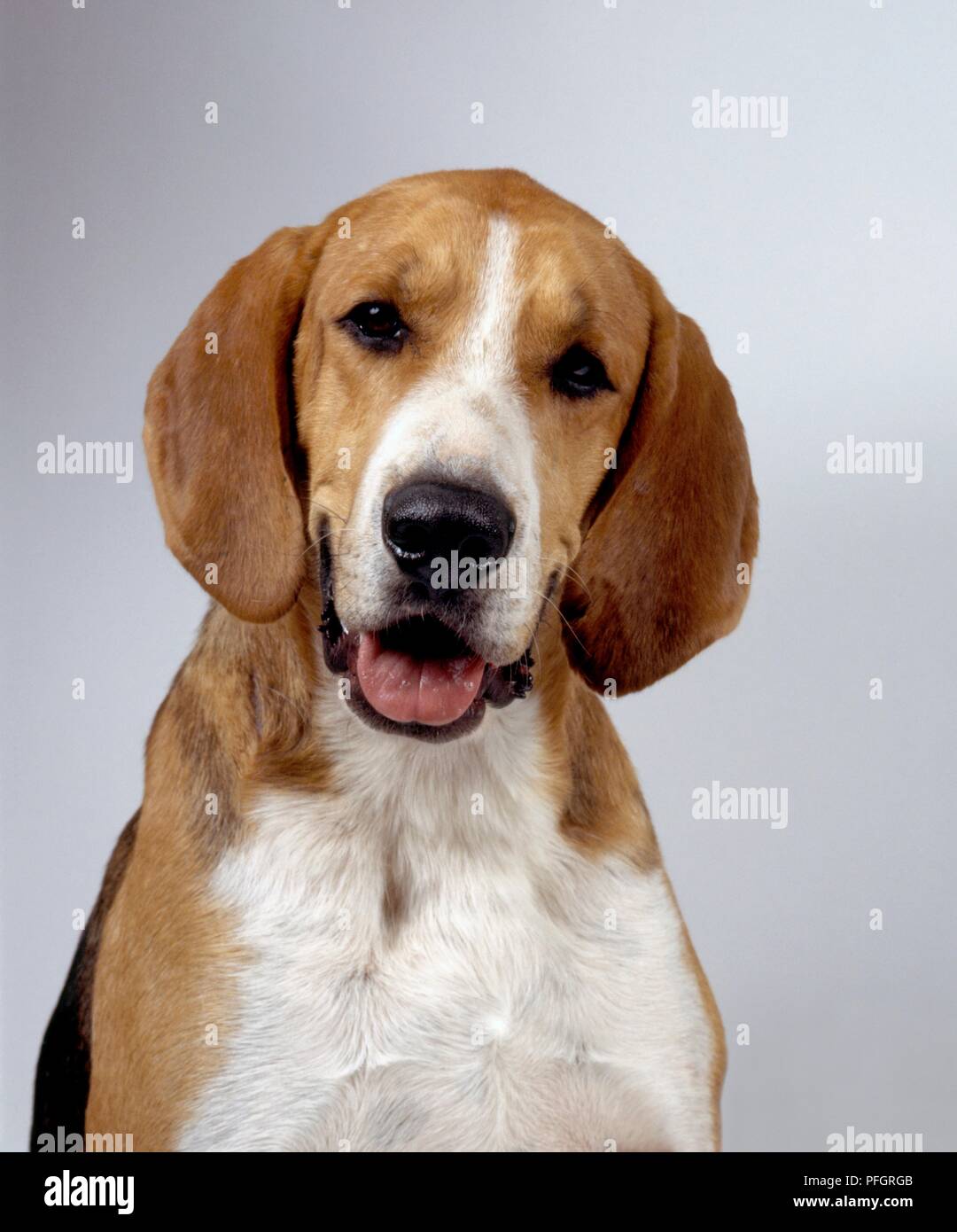 Grand Anglo Francais Tricolore Dog Looking At Camera Close Up Stock Photo Alamy