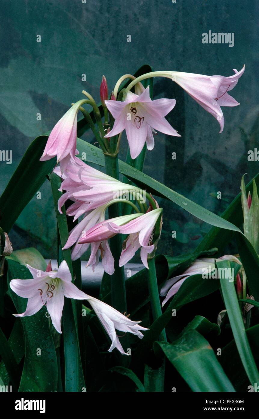 Crinum x Powellii, hybrid plant with pink flowers Stock Photo