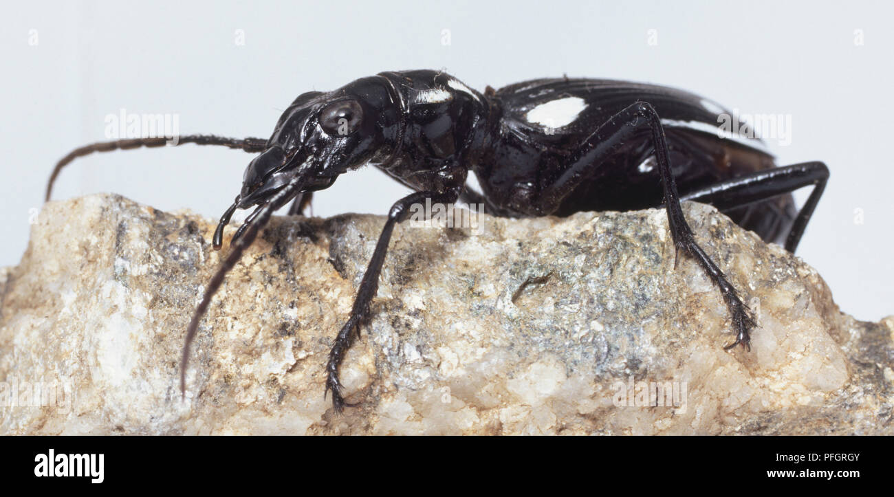 Ground Beetle, large compact eyes, large strong mandibles for chopping up food, long antennae, hairs on body and legs, rows of dots along wing cases, standing on rock, side view. Stock Photo