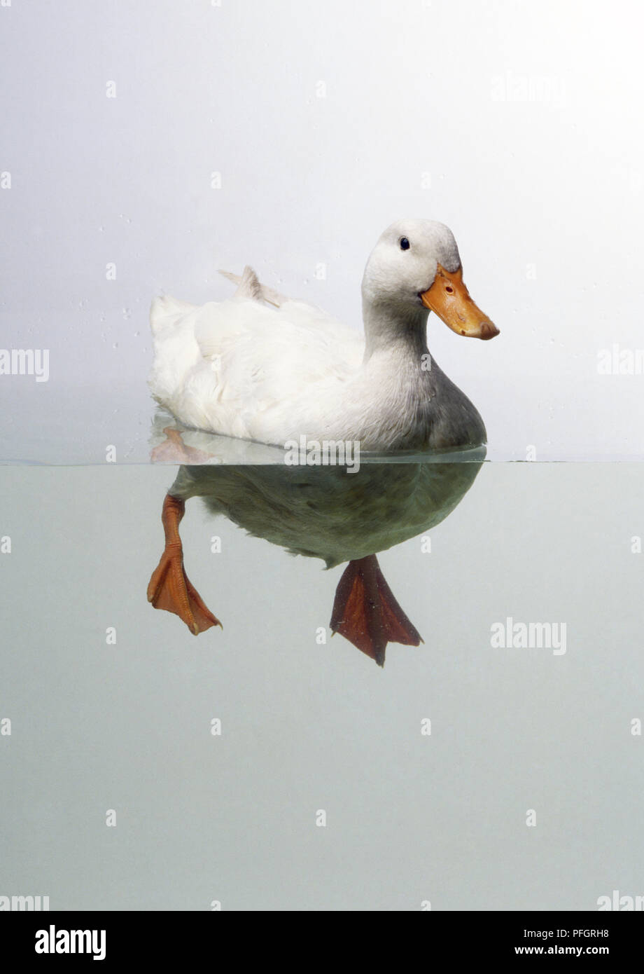 White Duck (Anatidae) swimming in water Stock Photo Alamy