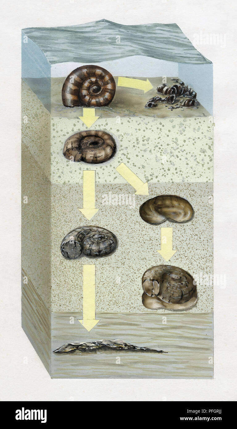 Artwork cross-section diagram of the ocean floor and the stages of the fossilization of an ammonite. Stock Photo