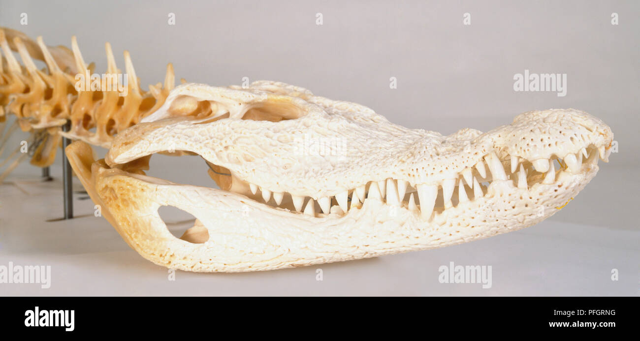 Crocodile Skull. Toothy Crocodile Muzzle Skeleton As an Interior Stock  Photo - Image of predator, crocodile: 243126674