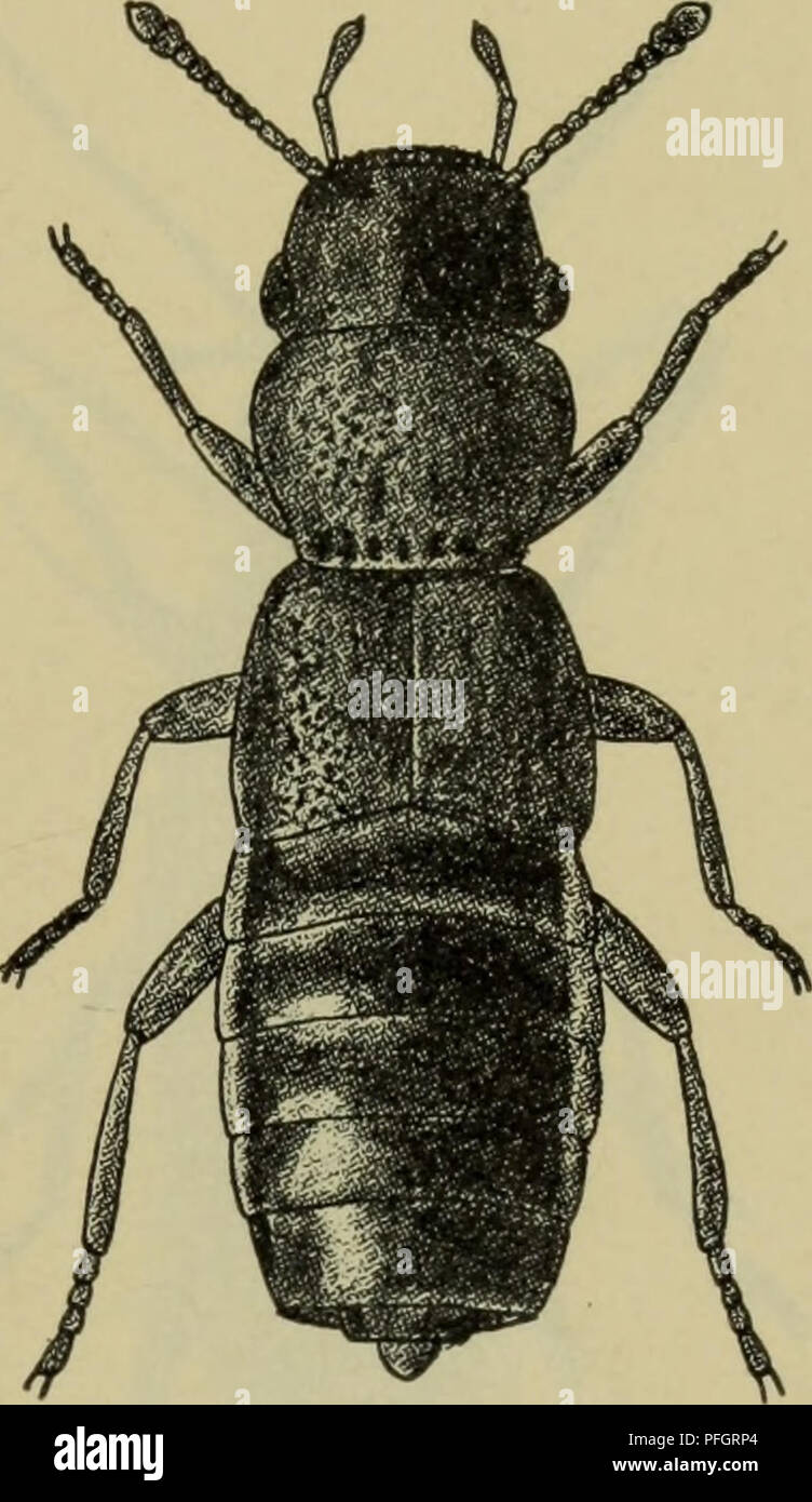 . Danmarks fauna; illustrerede haandbøger over den danske dyreverden... . Fig. 23. Stenus clavicornis <J. x 8. Fig. 24. Euaesthetus bipunctatus. x 21. sat ved en sidekant. Længde 4—30 mm (fig. 26, p. 26) 9. Staphylininae. Følehornene indleddede under pandens fortyk- kede siderand eller forhjørne, ovenover kind- bakkernes rod (fig. 6, 7 og 9). Længde 1—9 mm 10. 10. Hovedet bagtil med 2 (hos Acrulia og Pycnoglypta utydelige) punktøjne (fig. 6, p. 20). Kroppen of- test bred og ret flad. Vingedækkerne oftest for- holdsvis lange, deres rygflade afsat ved en side- kant. Bagkroppen med bredt afsat Stock Photo