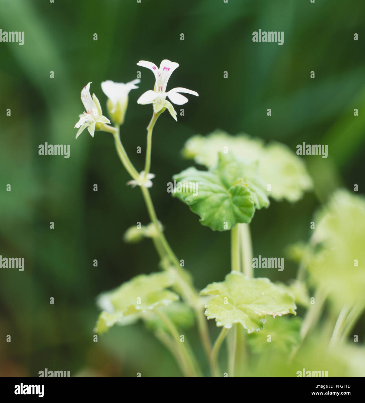 Apple-scented, Pelargonium, Apple Geranium (Pelargonium 'Apple Scented'), clusters of very small white flowers and velvety, soft, rounded leaves with shallow lobes on thin stems, close-up Stock Photo