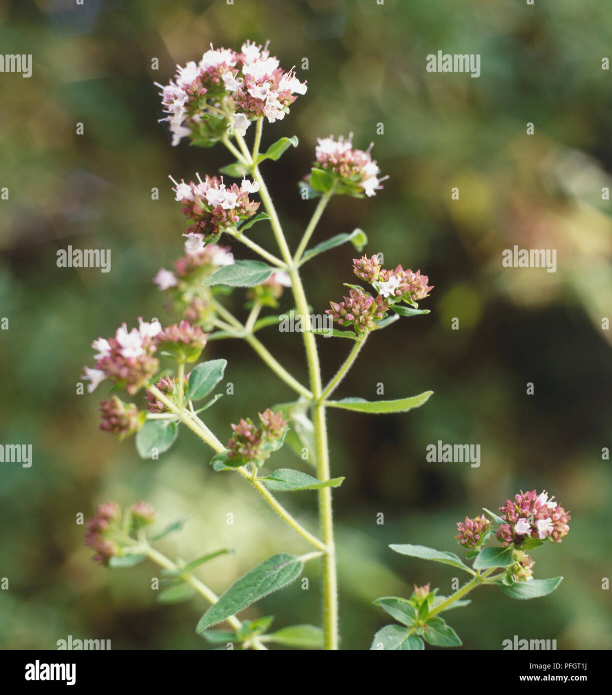 French Marjoram, French Oregano (Origanum x onites), clusters of tiny, tubular, pale pink flowers with oval green leaves on thin stems, close-up Stock Photo