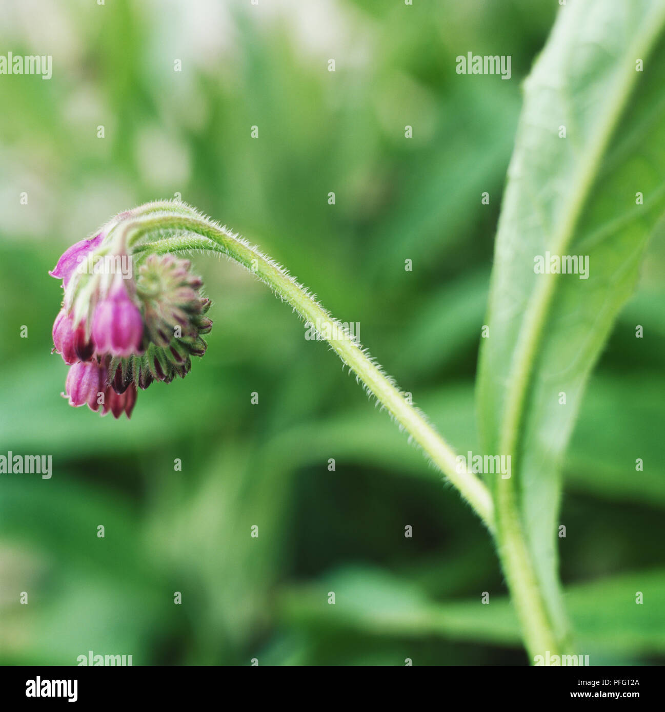 Russian Comfrey (Symphytum x uplandicum), one-sided clusters pink/purple flowers on curving hairy stem, close-up Stock Photo