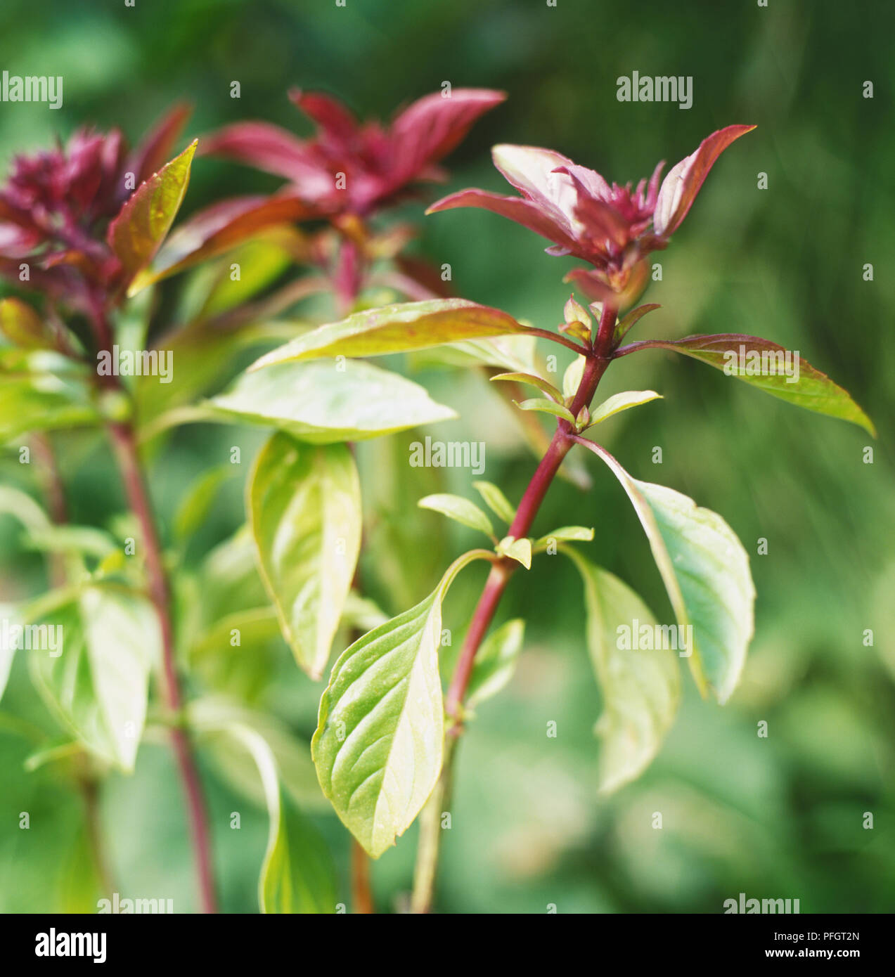 Thai Basil (Ocimum basilicum 'Horapha Nanum'), slightly serrated olive-green to purple oval leaves on dark purple stem, close-up Stock Photo