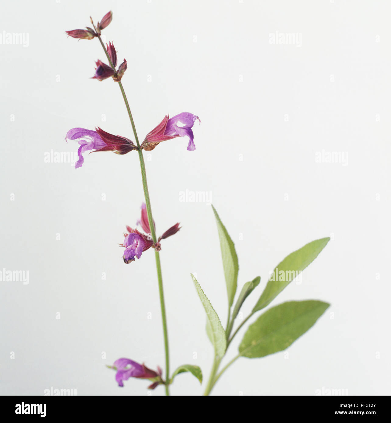 My Image 15
